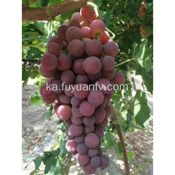 წითელი Seedless ყურძენი კვების